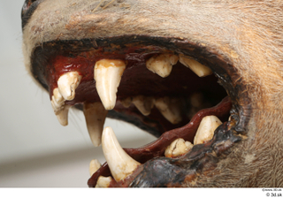 Striped Hyena Hyaena hyaena mouth teeth 0005.jpg
